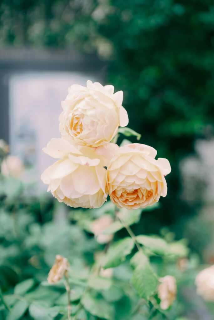 Elegant engagement session in Chiswick London in spring
