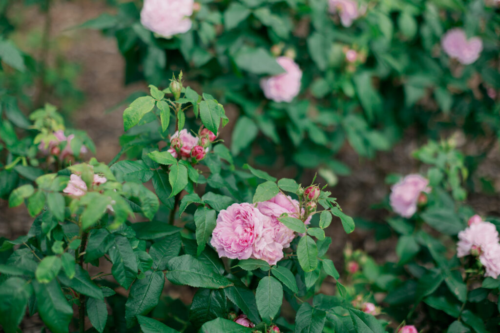 Flower details during engagement session at Chiswick House
