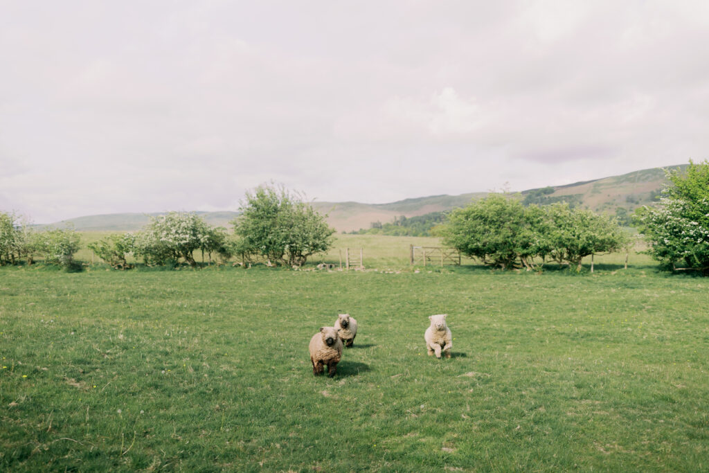 Charming sheep grazing in fields surrounding Casterton Grange wedding venue