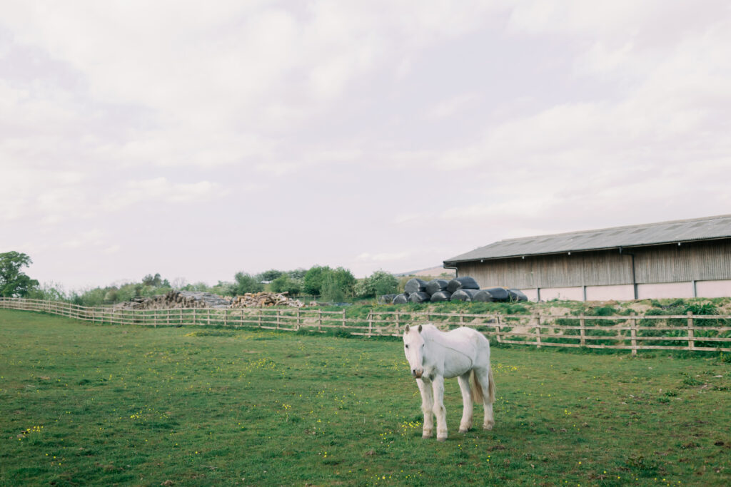 Romantic white horses roaming grounds of Casterton Grange creating unique wedding backdrops