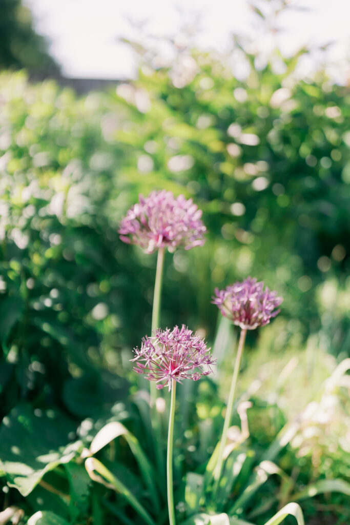 Casterton Grange elegant entrance and architectural details - luxury wedding venue photography by Camilla Joy Photography